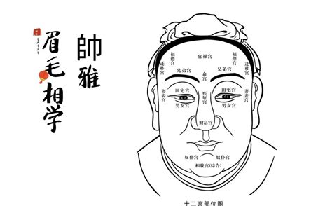 眉毛五行|面相学基础：发眉须毛与五脏五行的对应关系 命运风。